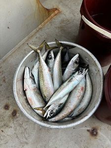 Mackerel