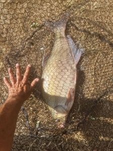 Common Bream