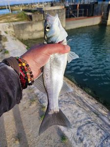 European Bass (Seabass)