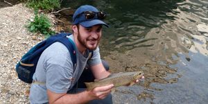 Brown Trout