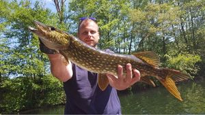 Northern Pike