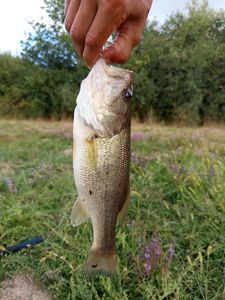 Largemouth Bass