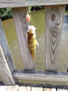 European Perch