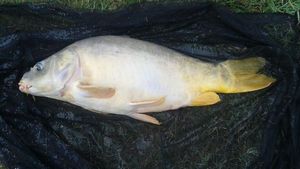 Mirror Carp