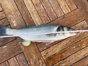 European Bass (Seabass)