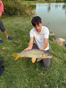 Common Carp
