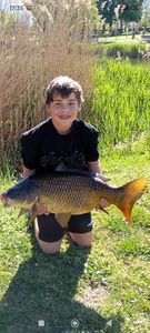 Common Carp