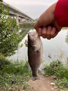 Smallmouth Bass