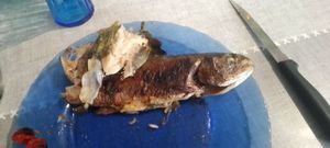 Rainbow Trout