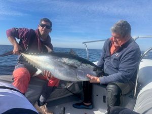 Bluefin Tuna