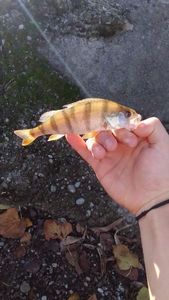 European Perch