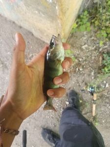 European Perch