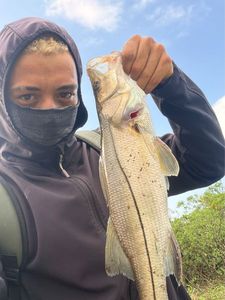 Common Snook