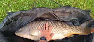 Common Carp