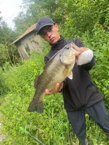 Largemouth Bass