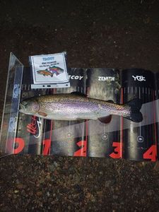 Rainbow Trout