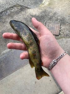 Brown Trout
