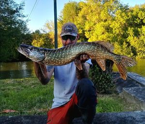 Northern Pike