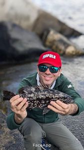 Black Grouper