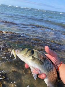 European Bass (Seabass)