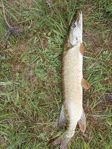 Northern Pike
