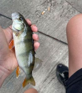 European Perch