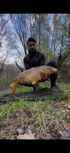 Common Carp