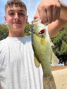 Largemouth Bass