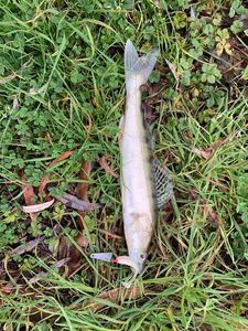 Zander