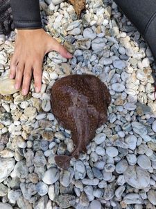 Marbled Electric Ray