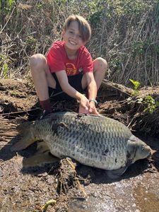 Common Carp