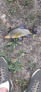 Tench