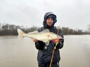 Zander