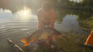 Mirror Carp