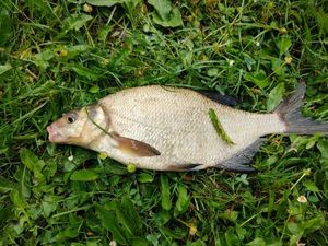 Common Bream