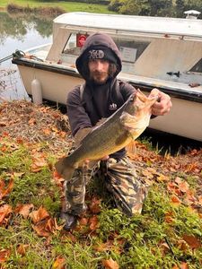 Largemouth Bass
