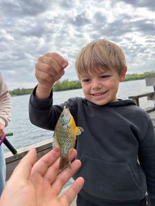 Green Sunfish