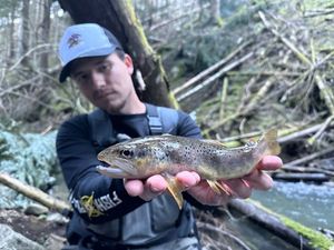 Brown Trout