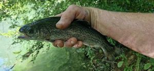 Rainbow Trout