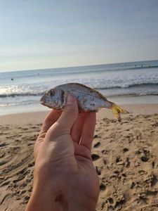 Gilthead Seabream
