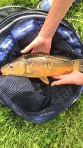 Mirror Carp