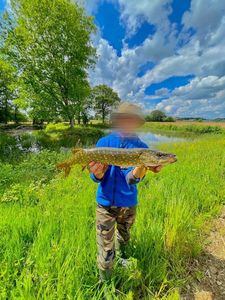 Northern Pike