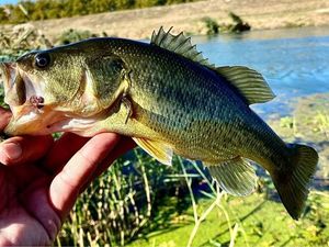 Largemouth Bass