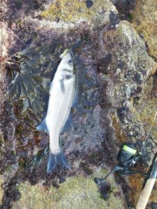 European Bass (Seabass)