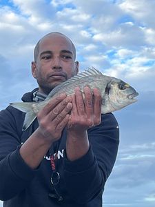 Gilthead Seabream