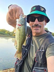 Largemouth Bass
