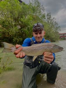 Brown Trout