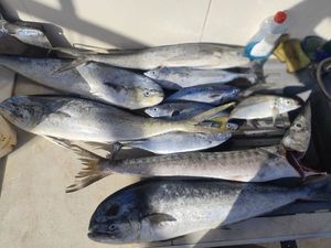Dolphinfish