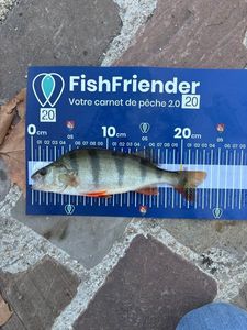 European Perch