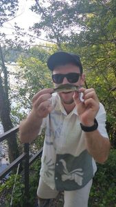 Largemouth Bass